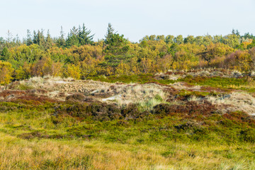 Dünenwald Herbst St. Peter-Ording