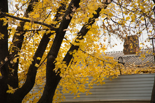 Autumn urban landscape.