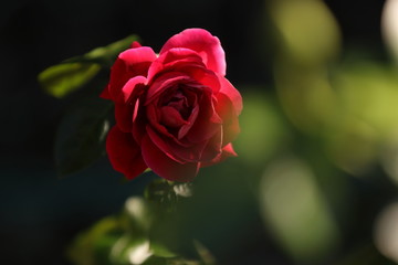 夢を見る赤い薔薇