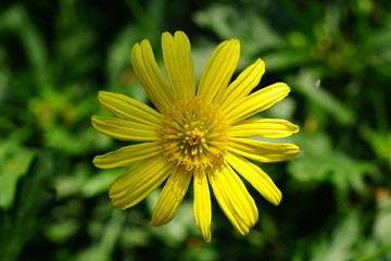 Close up of beautiful flower with nature background. The image contain certain grain or noise and soft focus.