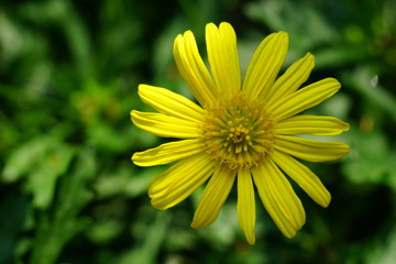Close up of beautiful flower with nature background. The image contain certain grain or noise and soft focus.