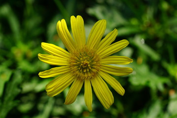 Close up of beautiful flower with nature background. The image contain certain grain or noise and soft focus.