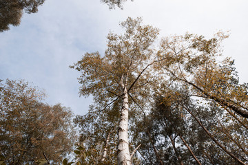 Obraz premium Herbstliche Birken bäume