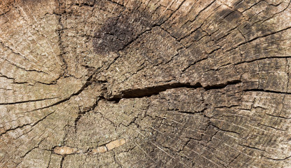 texture of cracked wood surface