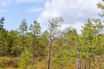 Rare trees in the upper Celau swamp. Vegetation in the swamp.