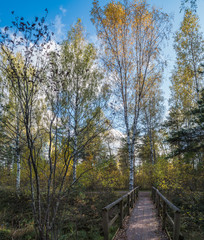 forest in autumn