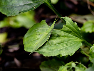 atractomorpha lata grasshopper on a leaf 4