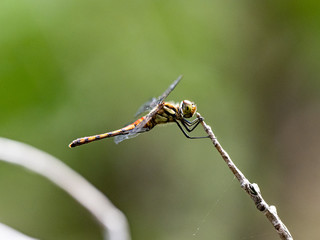 autumn darter akiakane dragonfly on a twig 3