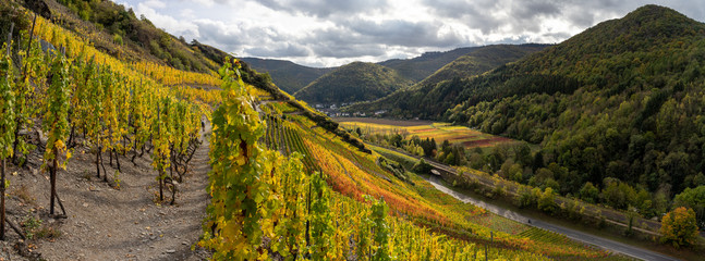 The golden autumn on the red wine trail in the Ahr valley