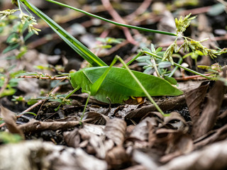 Holochlora japonica broadwinged katydid