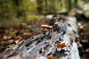 Pilze wachsen aus totem Baumstamm