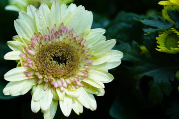 Close up of beautiful flower with nature background. The image contain certain grain or noise and soft focus.