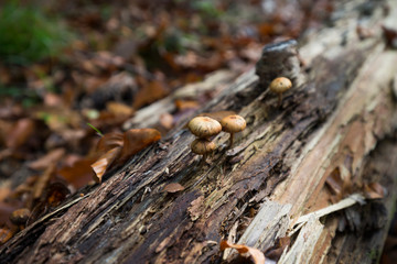 Pilze wachsen aus totem Baumstamm