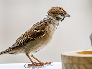 passer montanus tree sparrow bird feeder