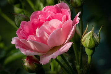 Isolated, shallow focus image of a pink rose shown near full bloom, together with surrounding rose buds. Also seen is a colony of blackfly, which are regarded as pests to many gardeners.
