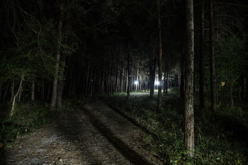 Fototapeta premium magical lights sparkling in mysterious forest at night. Pine forest with strange light