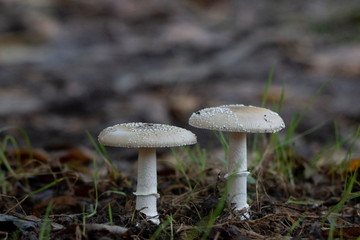 Funghi autunnali