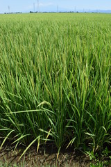 稔り始めた稲穂