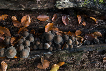 Knopfstieliger Büschelrübling (Collybia confluens)