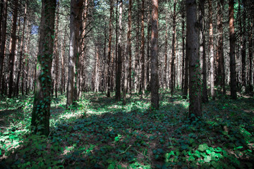 Forest Trees with Sunlight Pouring through Tree Branches at Sunset in the Woods
