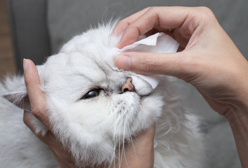 Cleaning Persian Chinchilla Cat's eyes with cotton pad. Cat's Eyes Healthy. Prevention of eyes's...