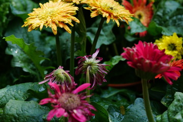Close up of beautiful flower with nature background. The image contain certain grain or noise and soft focus.