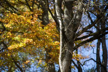 Fototapeta premium Beautiful autumn forest during sunset time. Azerbaijan Nature