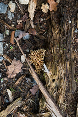 Gelbe Koralle (Ramaria aurea)