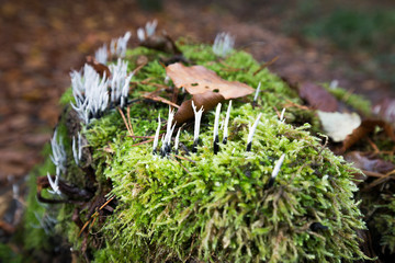 Graue Koralle (Clavulina cinerea) © MG-Pictures
