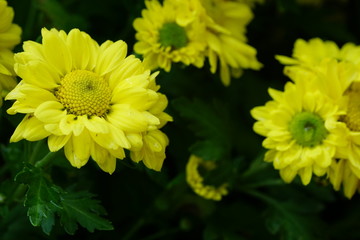 Close up of beautiful flower with nature background. The image contain certain grain or noise and soft focus.