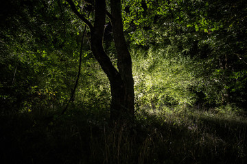 Obraz premium Magical lights sparkling in mysterious forest at night. Pine forest with strange light.