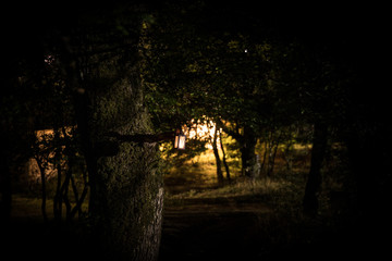 Horror Halloween concept. Burning old oil lamp in forest at night. Night scenery of a nightmare...