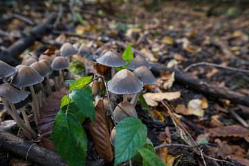 Knopfstieliger Büschelrübling (Collybia confluens)