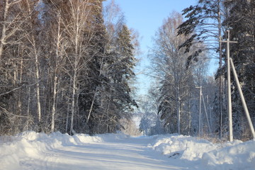 forest in winter