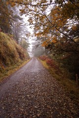 road with brown trees in autumn in  the mountain, autumn colors in the forest