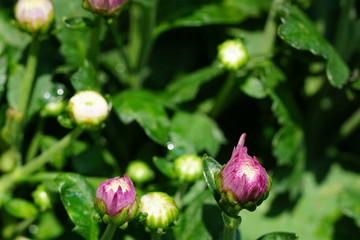 Close up of beautiful flower with nature background. The image contain certain grain or noise and soft focus.