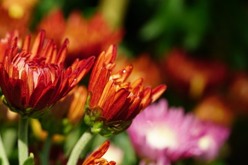 Close up of beautiful flower with nature background. The image contain certain grain or noise and soft focus.
