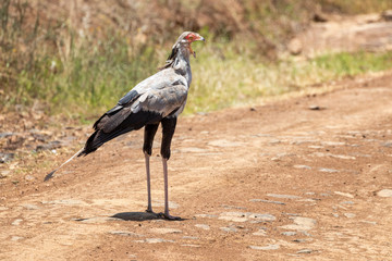 Secretary bird crossing the road in Nairobi National Park