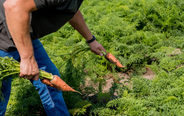 Growing organic carrots. Carrots in the hands of a farmer. Freshly harvested carrots. Autumn harvest. Agriculture.