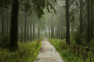 Nebliger Weg im Wald