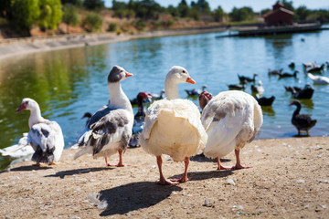 Patos en el lago