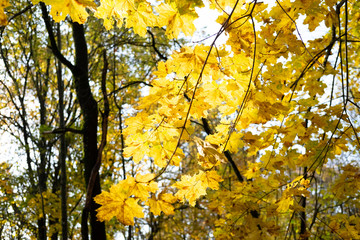 Naklejka na ściany i meble autumn leaves on a tree