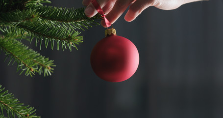 closeup man hanging red chrismas ball on a spruce branch