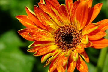 Close up of beautiful flower with nature background. The image contain certain grain or noise and soft focus.