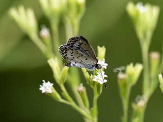 Pseudozizeeria maha pale grass blue butterfly 6