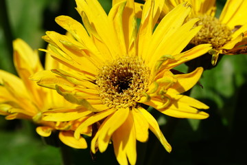 Close up of beautiful flower with nature background. The image contain certain grain or noise and soft focus.
