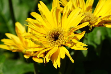 Close up of beautiful flower with nature background. The image contain certain grain or noise and soft focus.