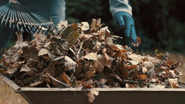 garden worker who is a man loading dry leaves and tree branches on to a wheelbarrow outside in a yard