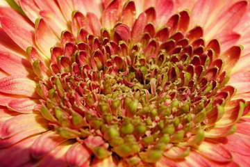 Close up of beautiful flower with nature background. The image contain certain grain or noise and soft focus.