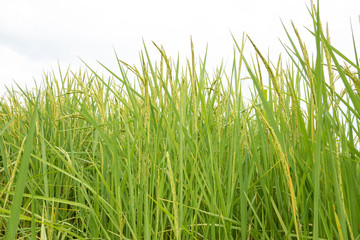 Fototapeta na wymiar Beautiful and natural yellow-green rice fields